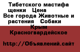  Тибетского мастифа щенки › Цена ­ 10 000 - Все города Животные и растения » Собаки   . Крым,Красногвардейское